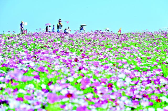 武汉进入全城赏花踏青模式 “花海”引来“人海”