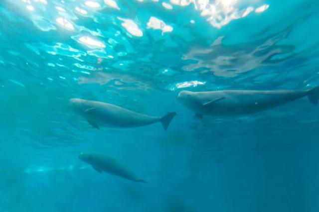 代表委員建議加大保護力度 為長江特有魚類建立保護區(qū)