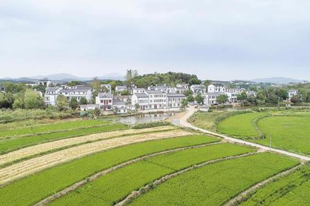 《湖北省鄉(xiāng)村振興促進條例》鼓舞斗志：筑夢田野 實干篤行春滿園