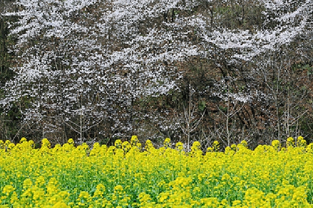 湖北荆门5000亩野樱桃花盛开