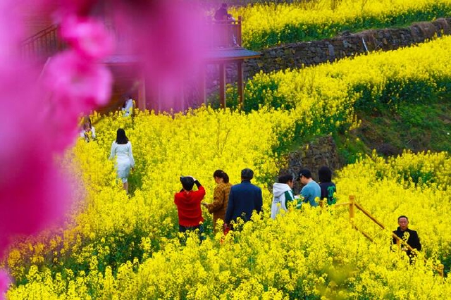 湖北张湾：百亩油菜花开