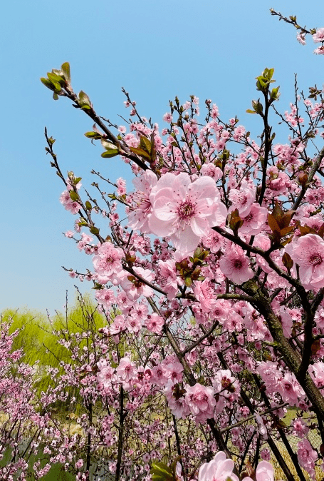 荆州园博园景区 桃花