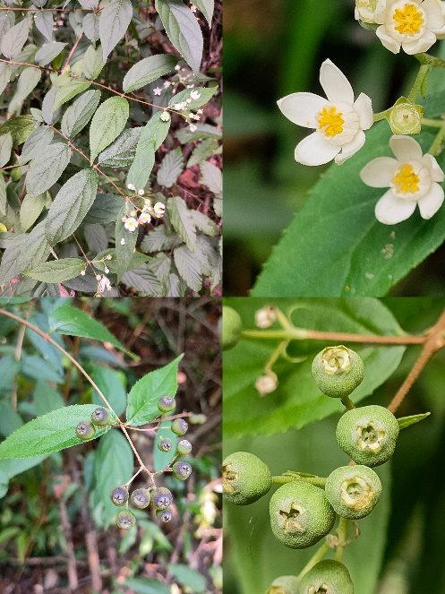 科研人员在湖北竹溪发现两个植物新物种