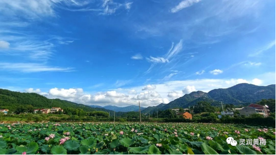 青山绿水生态园▲