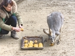 袋鼠喜欢黑豆馅“汤圆” 记者贺方程 摄