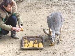    袋鼠喜欢黑豆馅“汤圆” 记者贺方程 摄