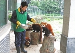 小熊猫喜欢鸡蛋馅“汤圆”