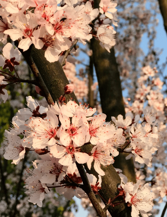 荆州园博园景区 樱花