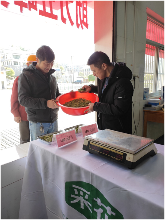 (上午11时,来自三房坪村的茶农王前方第一个来到采花茶业科技园交售清晨采摘的2.4斤鲜叶,以130元/斤的高价卖出,收获首笔春茶款312元。)