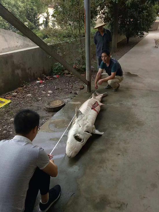 死亡的子一代中华鲟亲鱼，19岁左右，体长超过2米。受访者供图