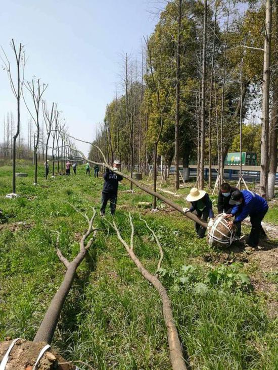 东西湖区107国道栽植樟树