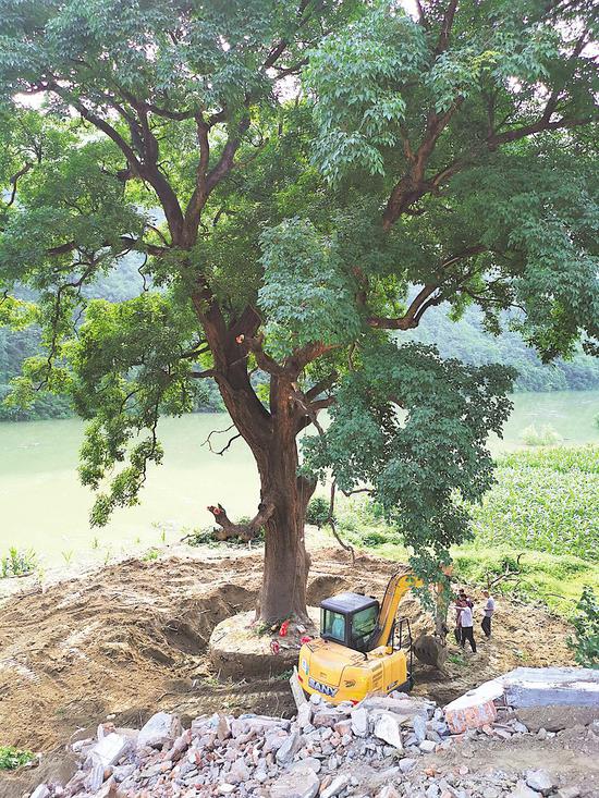 十堰|十堰千年古树搬“新家” 系国家一级保护古树(图)