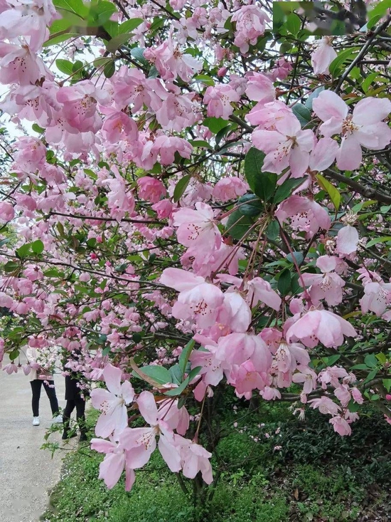 楚王车马阵 海棠花