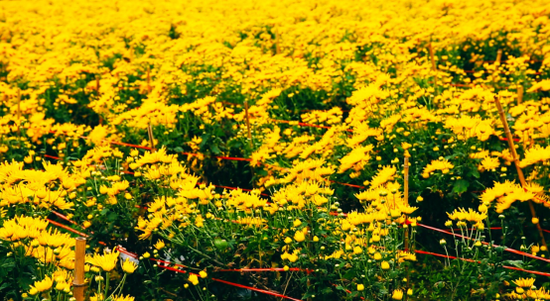 新洲区长塘村菊花基地