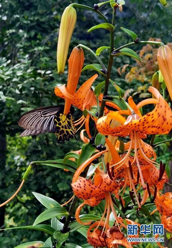图为在漳河源省级自然保护区拍摄到的金裳凤蝶。 新华网发 熊明银摄
