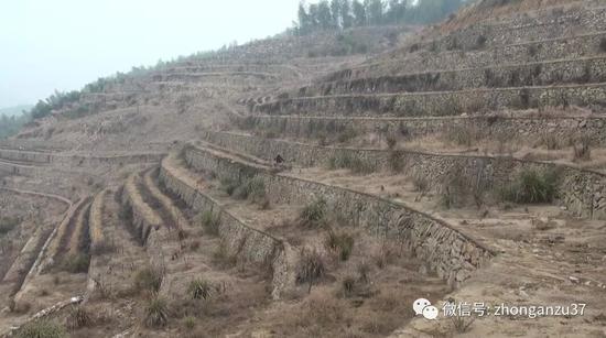 ▲埋尸地点已于2014年被改造为梯田，山体发生很大变化。警方供图