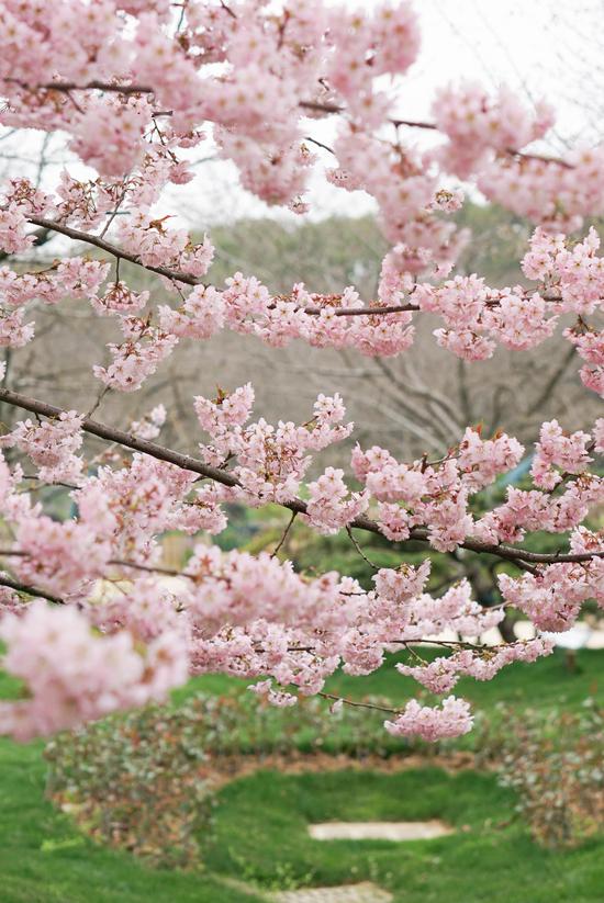 2019武汉东湖樱花节开幕 赏樱时间延长至4月