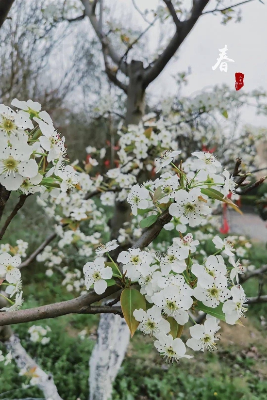 楚王车马阵 梨花