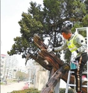 养护人员搭梯为枯死的枝桠上药 通讯员刘壮 摄