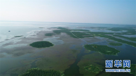 图为洪湖国际重要湿地 新华网发