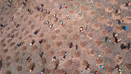 图为郧西县干部群众在经济林地栽种山桐子。新华网发 徐军 摄