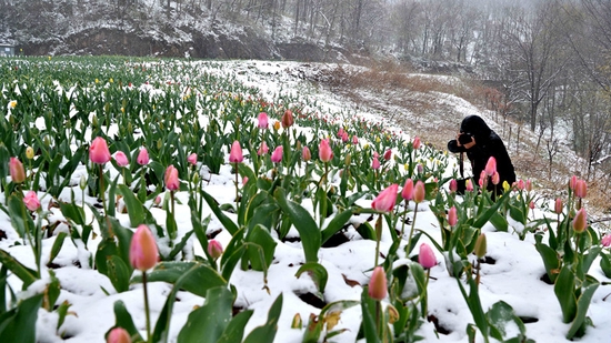 4月15日，地处鄂西北山区的湖北省襄阳市保康县高海拔地区出现“四月飞雪”的罕见天气。 新华网发 陈泉霖摄