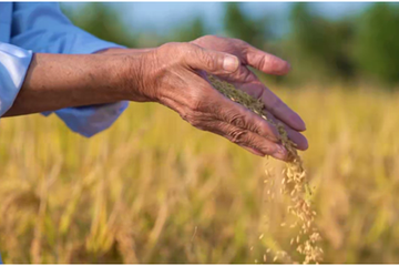 科技創(chuàng)新 讓農(nóng)業(yè)有“智慧”