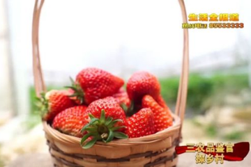 打造品牌農(nóng)業(yè) 引領(lǐng)農(nóng)業(yè)高質(zhì)量發(fā)展