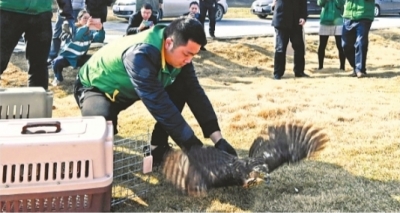 4只猛禽放归龙灵山生态公园 专家称如遇猛禽别盲目施救