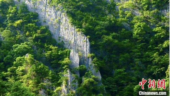 图为重庆五里坡世界自然遗产地。　重庆巫山县委宣传部供图