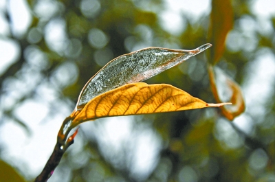 昨天的冻雨天气给叶子上覆盖了一层冰，这片叶形薄冰晶莹剔透格外好看记者詹松 摄