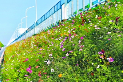 江北快速路谌家矶段护坡上的野花组合花海