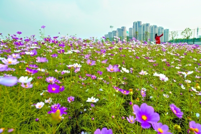 武汉体育中心足球公园旁的波斯菊花海