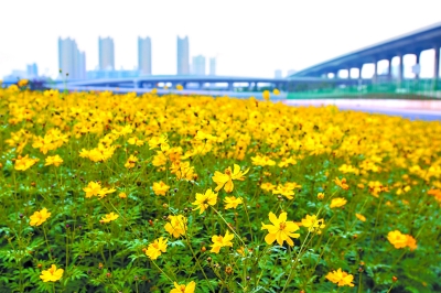 武汉经济开发区出口加工区空地上的硫华菊花海 记者胡九思 摄