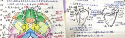 王元同学的手绘人体局部解剖图