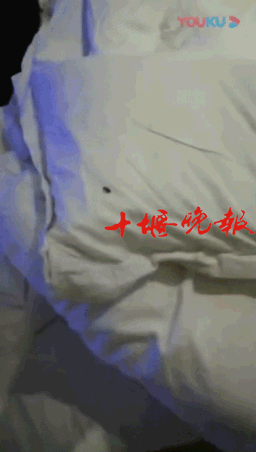 枕头上还有一只甲壳虫在爬动