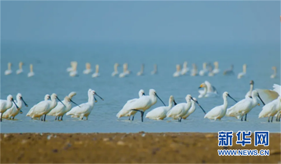 图为网湖国际重要湿地。 新华网发