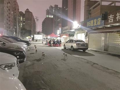图为:武昌徐东杨园南路,几条流浪狗结伴觅食
