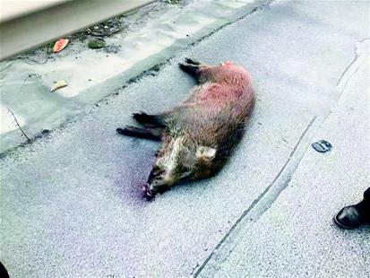 图为：被撞死的野猪