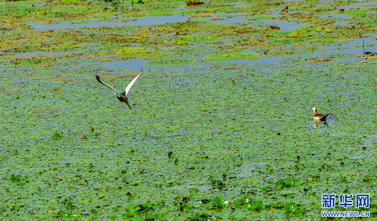 在老观湖国家湿地公园观测到的水雉。新华网发