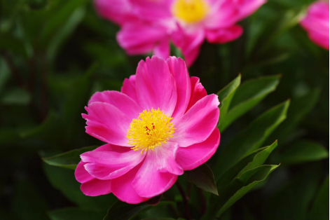 芍药