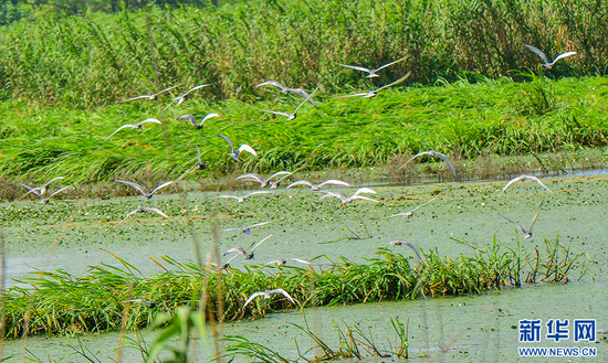 在老观湖国家湿地公园观测到的须浮鸥。新华网发