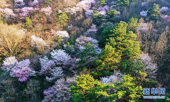 湖北省荆门市东宝区栗溪镇大山深处野樱桃花盛开，红白相间，云蒸霞蔚绵延数公里。新华网发 朱俊波摄