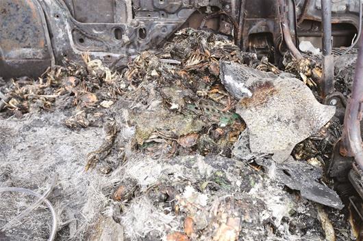 圖為：價值數(shù)千元的螃蟹、龍蝦被燒毀 楚天都市報記者鄒斌攝