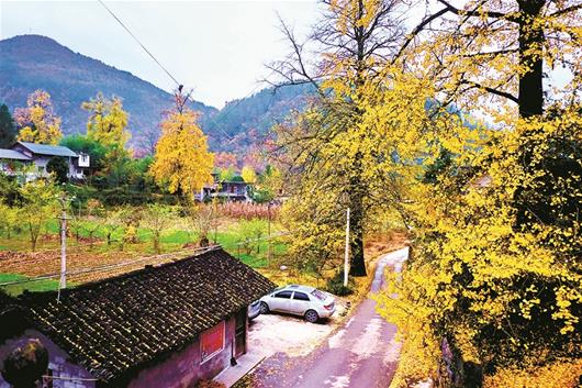 图为：通往郑家园村的小路遍布银杏树