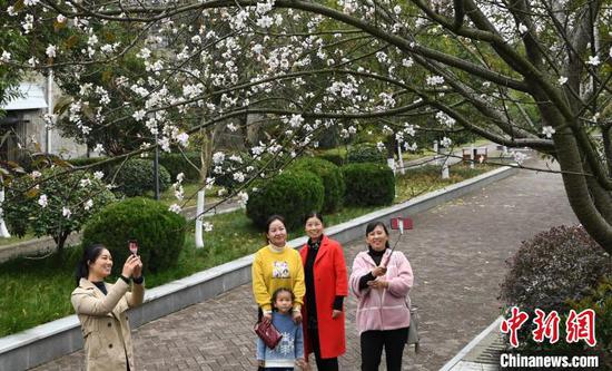 旅客在盛放的樱桃花下拍照留念　陈泉霖　摄