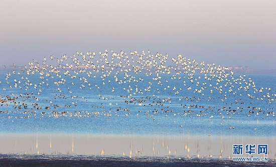 图为沉湖湿地群鸟飞翔。新华网发 王科摄