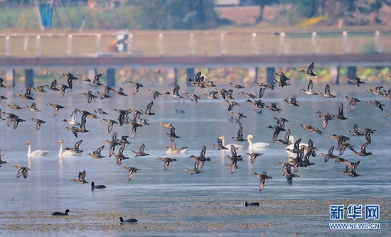近年来，季家湖湿地公园生态环境显著改善，吸引小天鹅等众多鸟类在这里越冬。新华网发 方梓轩摄