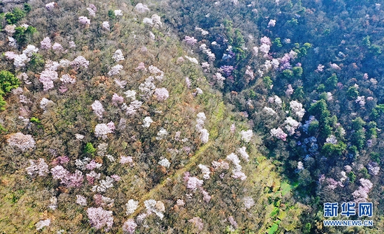 湖北省荆门市东宝区栗溪镇大山深处野樱桃花盛开，红白相间，云蒸霞蔚绵延数公里。新华网发 朱俊波摄