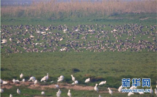 图为沉湖国际重要湿地 新华网发